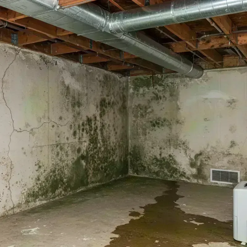 Professional Mold Removal in Melrose Park, NY